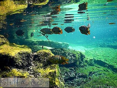 En Guide Til Udforskning Af Cenoter I Og Omkring Tulum