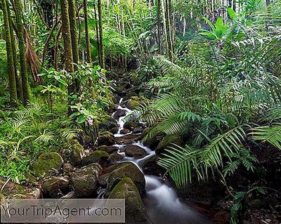 Les Plus Belles Forêts Tropicales Des États-Unis
