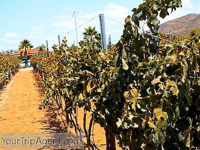 Les Plus Beaux Vignobles De Valle De Guadalupe
