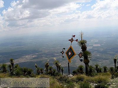 Peyote, Allucinogeno Preferito Del Messico