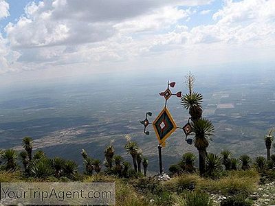 Peyote, O Alucinógeno Favorito Do México