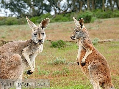 10 Manières De Manger Le Kangourou En Australie