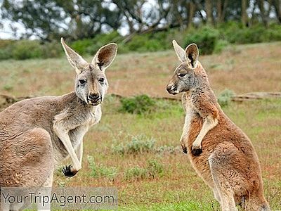 10 Måder At Spise Kænguru I Australien