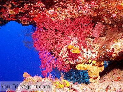 세계에서 가장 아름다운 15 개의 산호초
