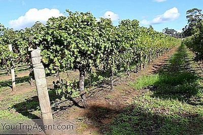 5 Vinregioner Å Besøke I Australia