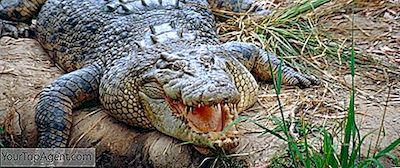 7 Fascinující Fakta O Australském Mořském K Krokodýli