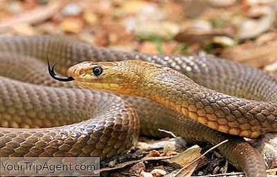 I 10 Serpenti Più Velenosi D'Australia