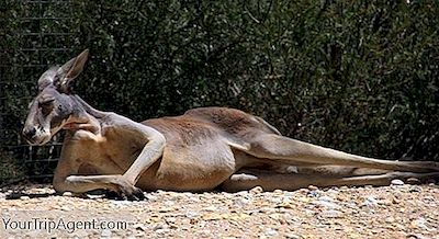Kangarokött: Spotlight På Australiens Inhemska Mat