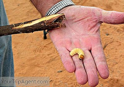 聚焦Witchetty Grub，澳大利亚布什Tucker食物