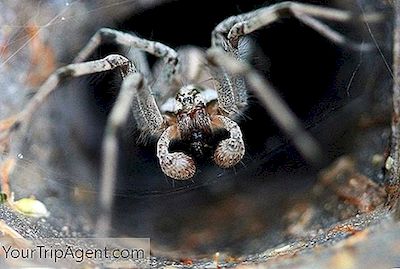 เป็นพิษและกลัว: 7 ข้อมูลเกี่ยวกับ Spider ช่องทางซิดนีย์ - Web