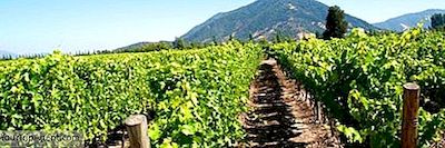 10 Migliori Cantine In Cile, Sud America
