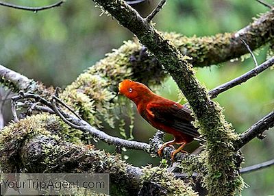 13 Increíbles Animales Nativos Que Debes Ver En Perú