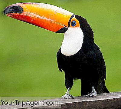 15 Hermosas Aves Brasileñas Y Dónde Encontrarlas - 2023