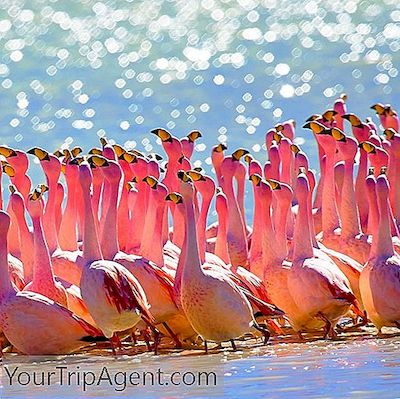 16 Especies De Animales Nativos Impresionantes Que Encontrarás En Bolivia