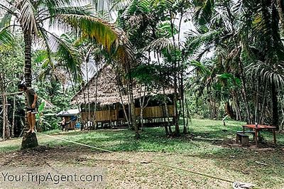 16 Alasan Mengapa Menjelajahi Hutan Hujan Amazon Adalah Perjalanan Seumur Hidup