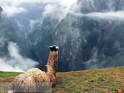 17 Hal Yang Perlu Anda Ketahui Tentang Llamas Di Peru