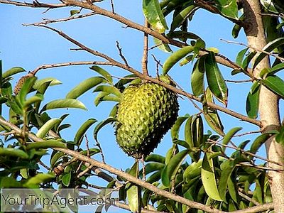 7 Buah Peru Dan Sayuran Anda Mungkin Tidak Pernah Mendengar Tentang