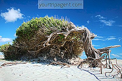 9 สิ่งที่คุณต้องรู้ก่อนเข้าชม Praia De Jericoacoara