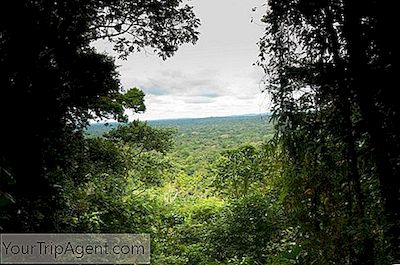 Ein Erschwinglicher Führer Zur Entdeckung Des Yasuni-Nationalparks, Ecuador