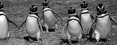 De Beste Stedene Å Se Pingviner I Chile