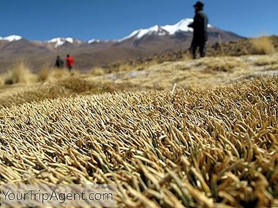 あなたがボリビアへのあなたの旅行を試す必要がある最高の伝統的な食品