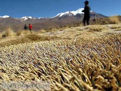 Les Meilleurs Aliments Traditionnels Que Vous Devez Essayer Lors De Votre Voyage En Bolivie