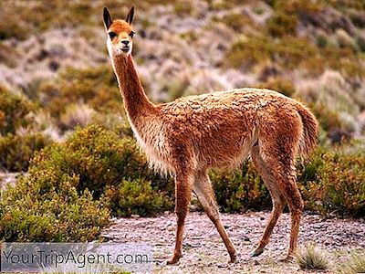 Een Korte Geschiedenis Van Vicuña-Wol