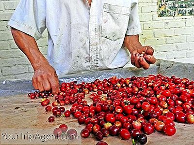 Een Gids Voor De Koffiedriehoek Van Colombia
