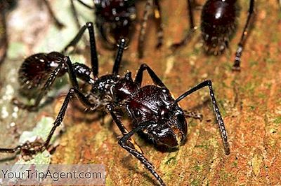 Seznamte Se S Kuličkovým Mravencem: Nejhrozivějším Hmyzem Amazonky