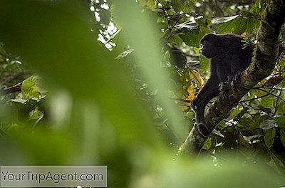 Top 10 Tekemistä Manta, Ecuador Ja Ympärillä