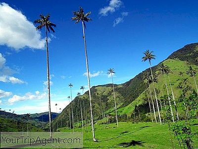 Opplev Alle De Beste Tipsene, Stier Og Hemmeligheter For Å Gjøre Din Cocora Valley-Turopplevelse Et Ekte Høydepunkt På Turen Til Colombia.