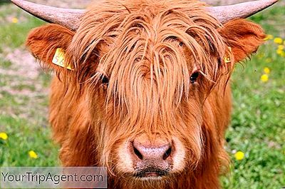 6 Saker Du Behöver Veta Om Highland Cow