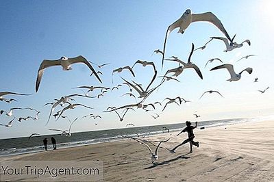 Los 10 Mejores Lugares Para Desayunar Y Brunch En Galveston, Texas