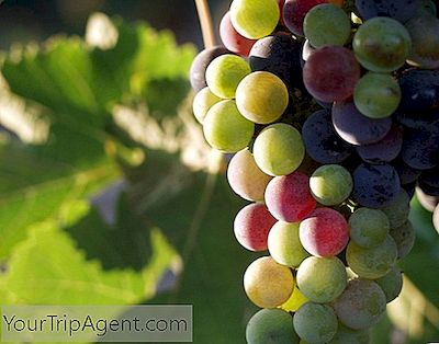 De 10 Beste Wijnmakerijen In Oregon, Vs