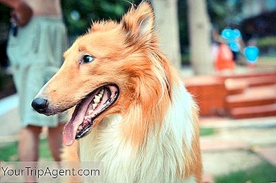 New York'Ta Köpekler Getirmek İçin 10 Harika Yer