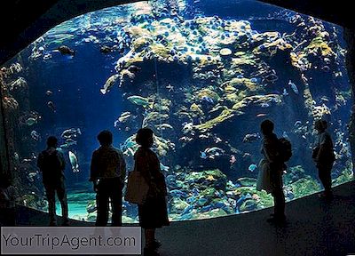 Les 7 Meilleurs Aquariums En Californie