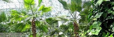 Die Besten Indoor-Gärten In Chicago