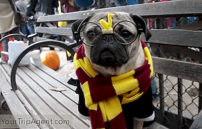 The Best Of Nyc 2017 Halloween Dog Parade