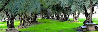 Fresno, California En İyi Parklar