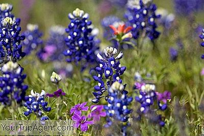 Parhaat Paikat Nähdä Bluebonnets Texasissa Keväällä