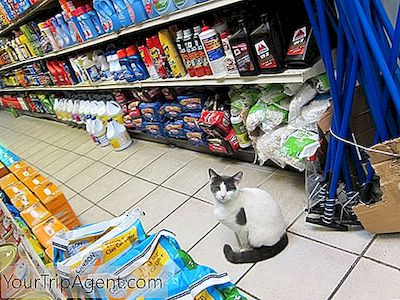 Bodega Katter Är Nycs Mest Älskade Djur