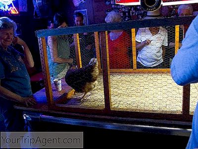 Chicken Sh * T Bingo È Davvero Una Cosa Ed Ecco Perché