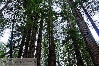 Nejkrásnější Lesy V Kalifornii