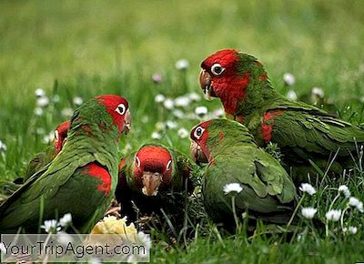 San Francisco'S Urban Parrots Og Hvor De Skal Finne Dem