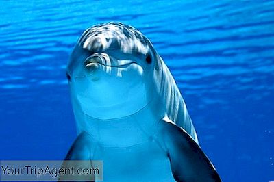 Unde Puteți Înota Cu Delfinii În Orlando, Florida