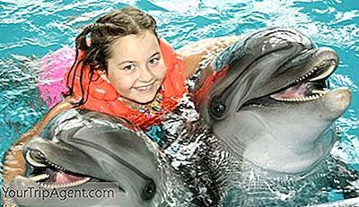 Dove Nuotare Con I Delfini A Orlando Florida 21