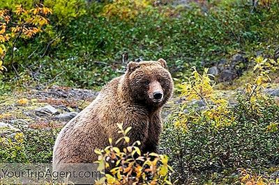 Varför Är Grizzly Bear Kaliforniens Statliga Djur?