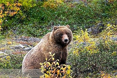 Por Que O Urso Pardo É O Animal Estadual Da Califórnia?